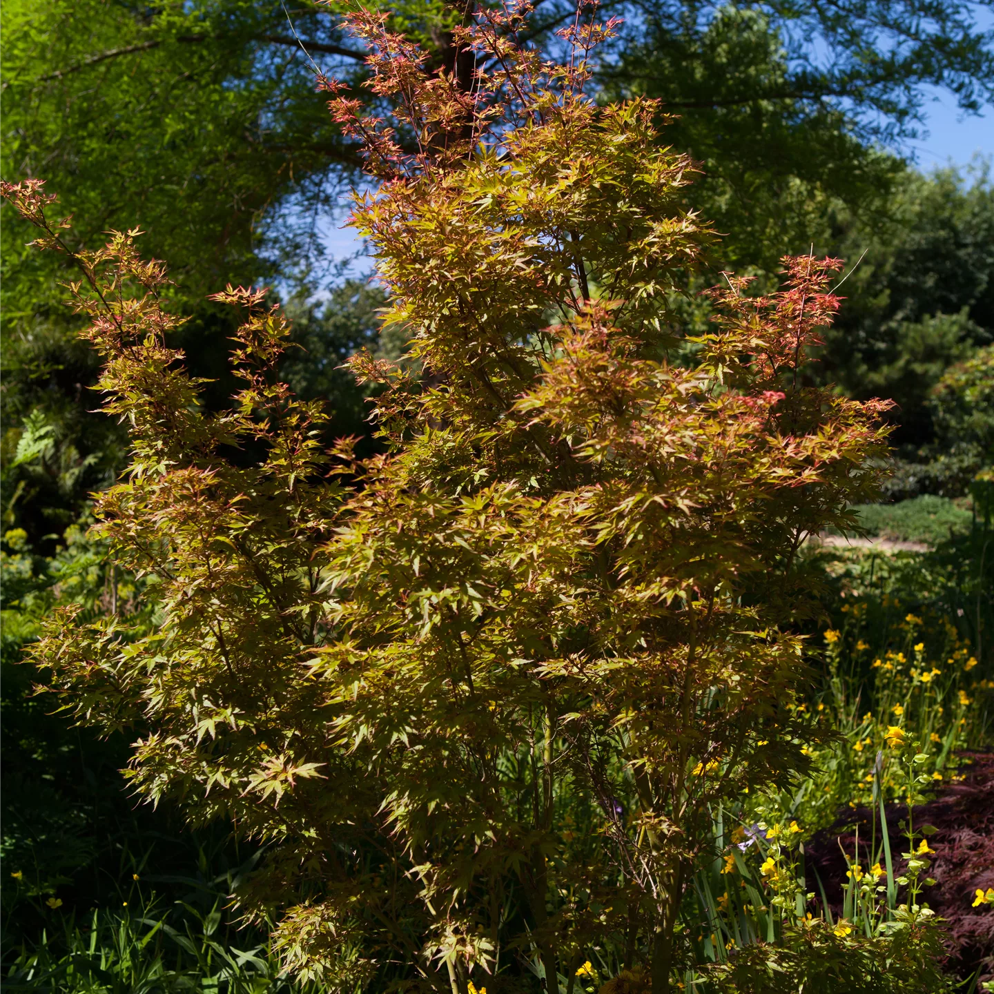 Acer palmatum 'Wilson's Pink Dwarf'