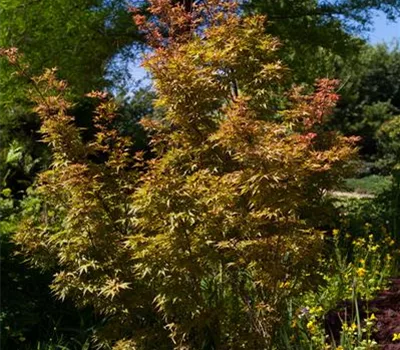 Acer palmatum 'Wilson's Pink Dwarf'