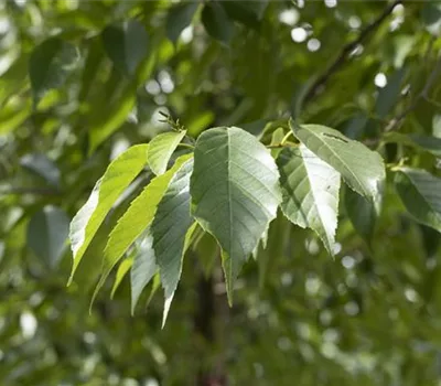 Alnus spaethii (x)