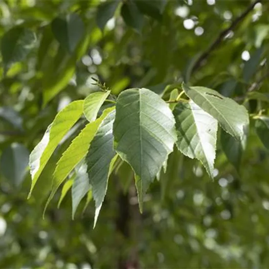 Alnus spaethii (x)