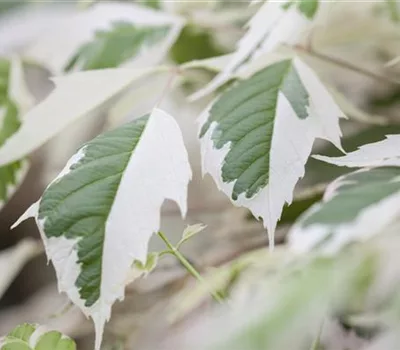 Acer negundo 'Flamingo'