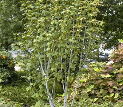 Acer pensylvanicum