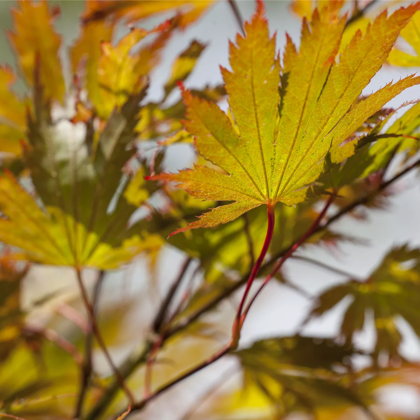 Acer palmatum