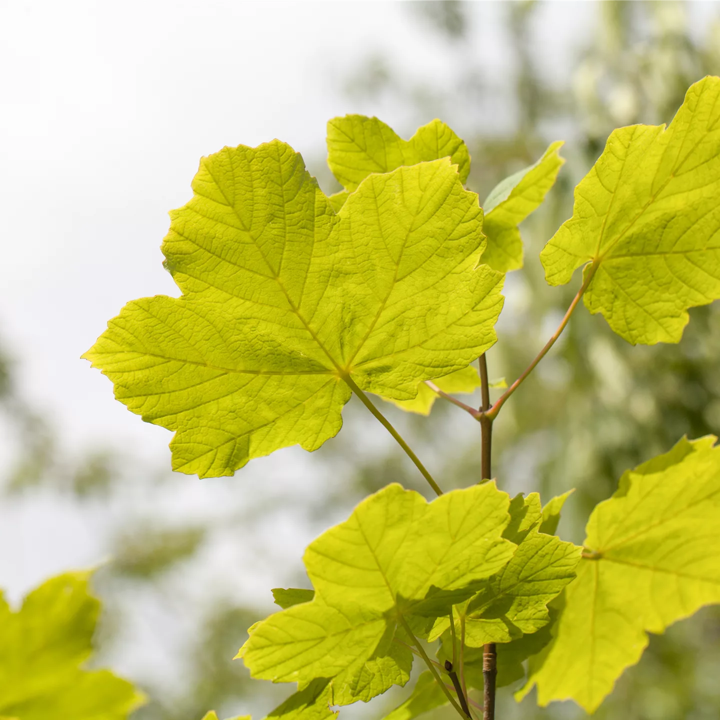 Acer opalus