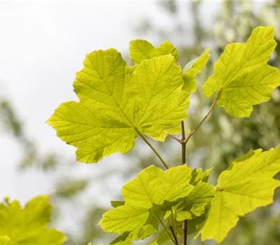 Acer opalus