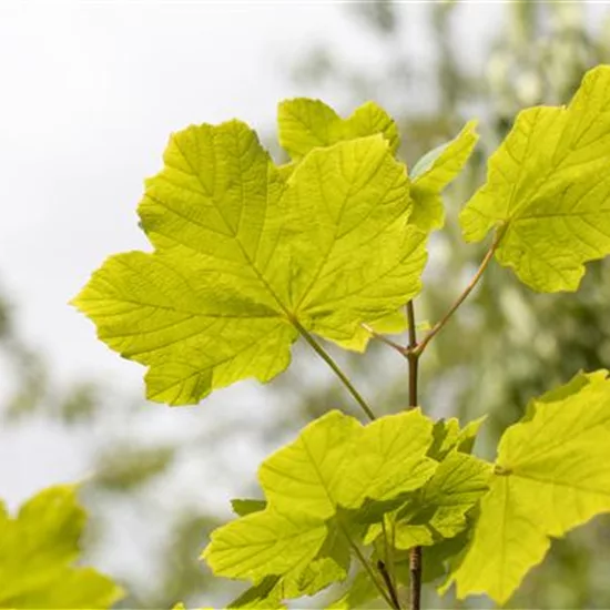 Acer opalus