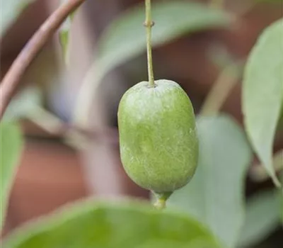 Actinidia arguta 'Issai'