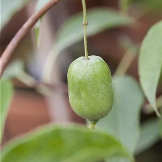 Actinidia arguta 'Issai'