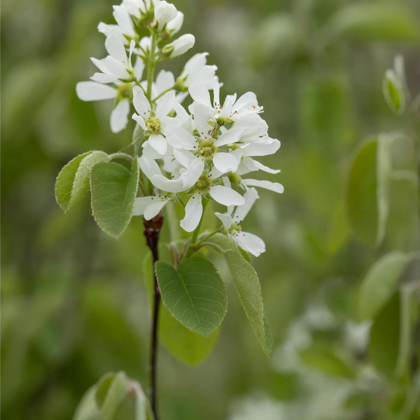 Amelanchier alnifolia 'Smoky'