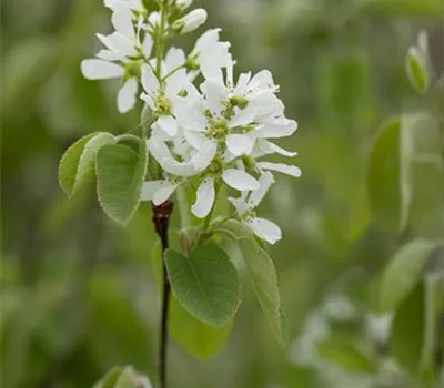 Amelanchier alnifolia 'Smoky'