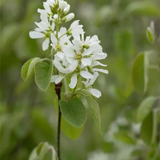 Amelanchier alnifolia 'Smoky'