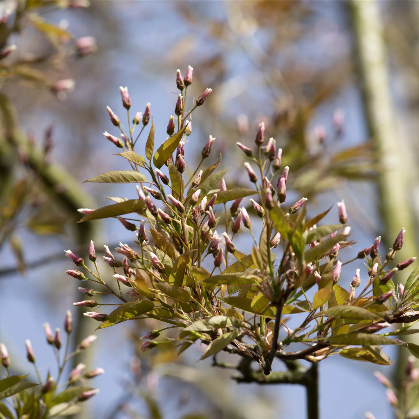 Amelanchier arborea 'Robin Hill'