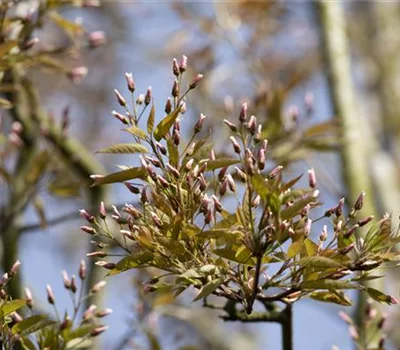 Amelanchier arborea 'Robin Hill'