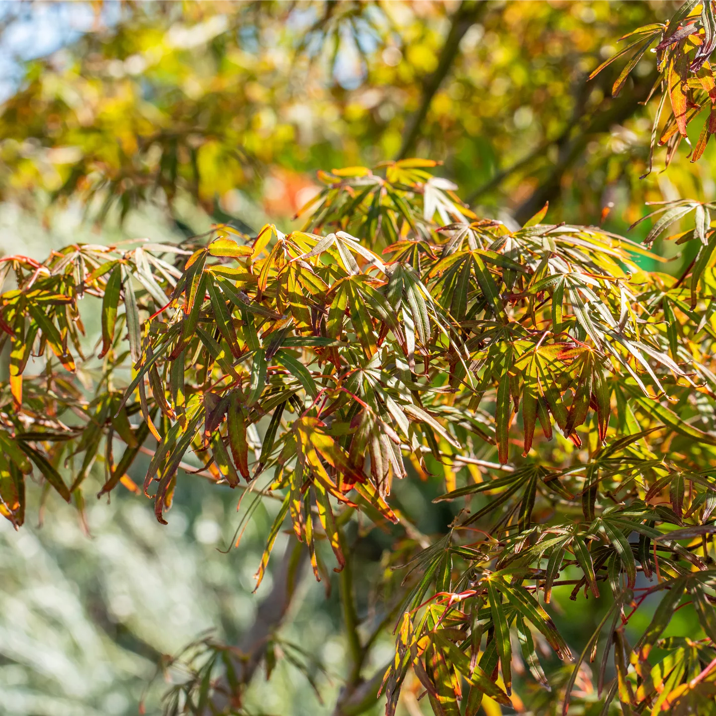 Acer palmatum 'Atrolineare'