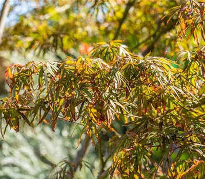 Acer palmatum 'Atrolineare'