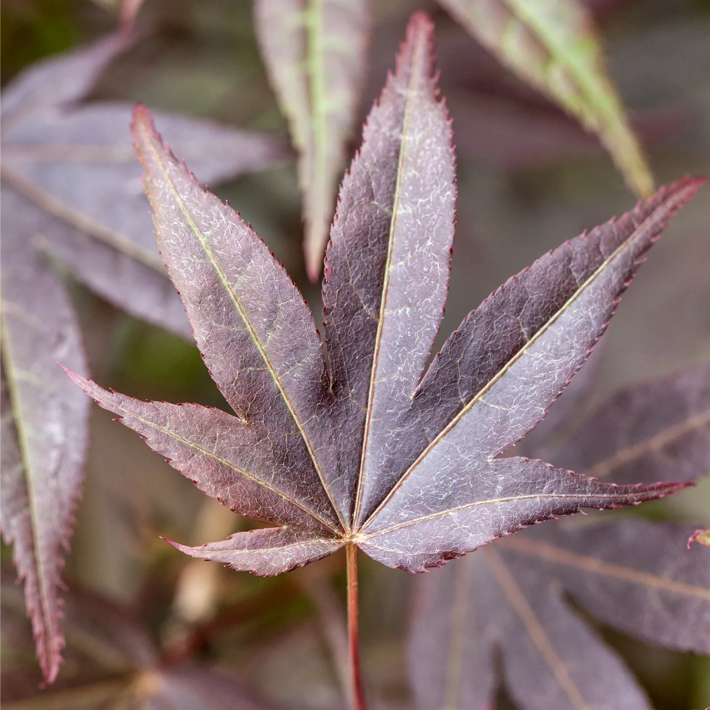 Acer palmatum 'Atropurpureum'