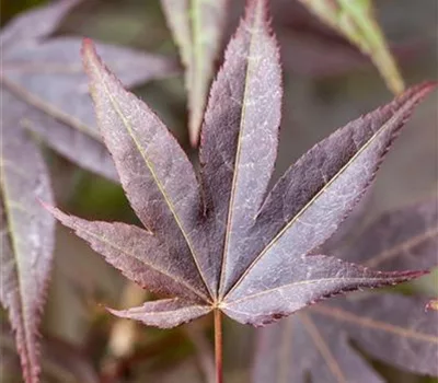 Acer palmatum 'Atropurpureum'