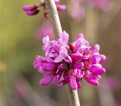 Cercis chinensis 'Don Egolf'