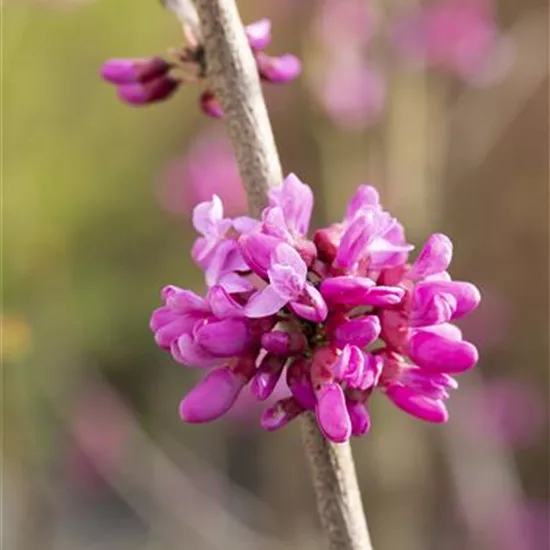 Cercis chinensis 'Don Egolf'