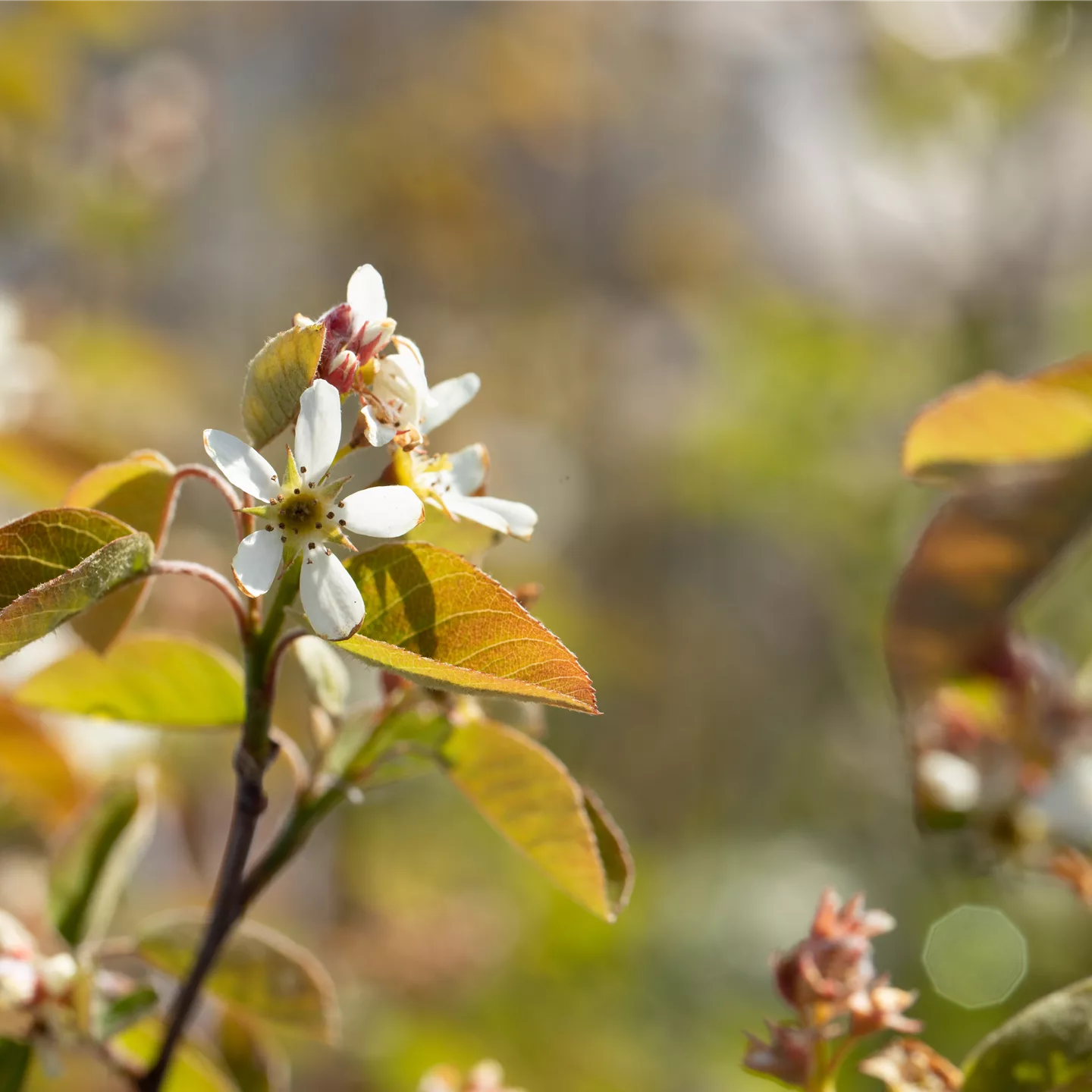 Amelanchier ovalis