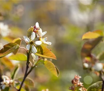 Amelanchier ovalis