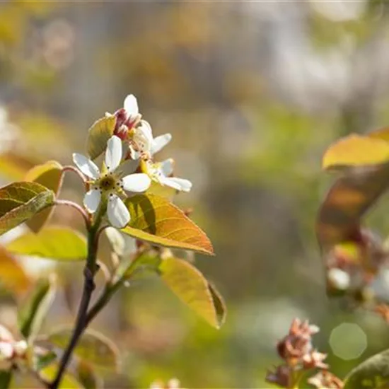 Amelanchier ovalis