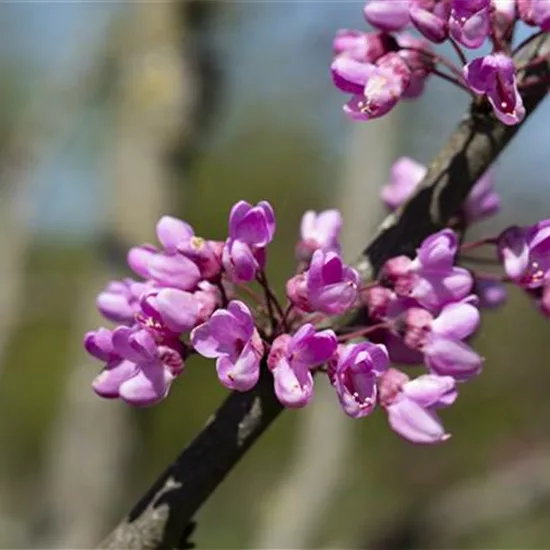 Cercis siliquastrum