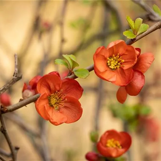 Chaenomeles japonica 'Cido'