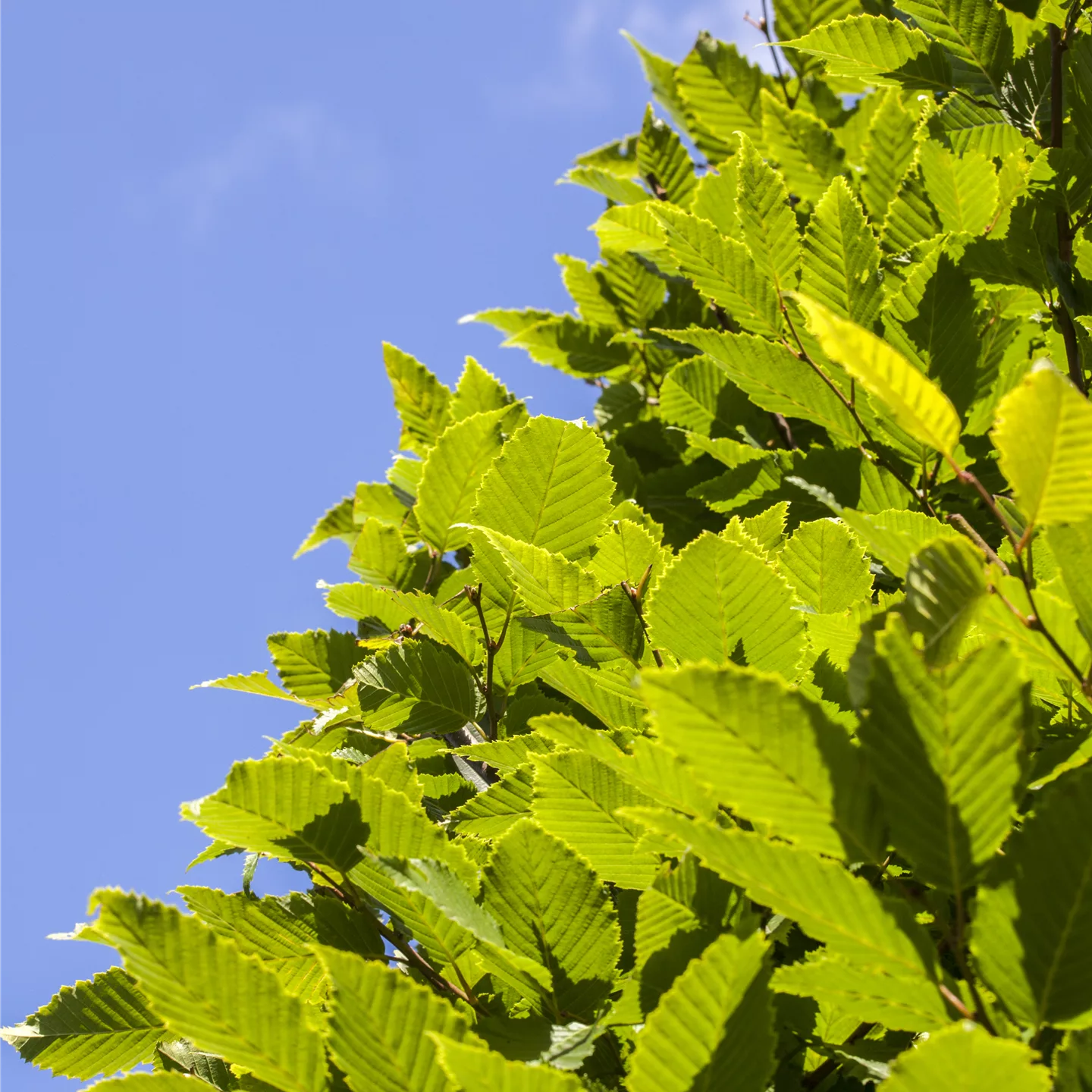 Carpinus betulus 'Frans Fontaine'