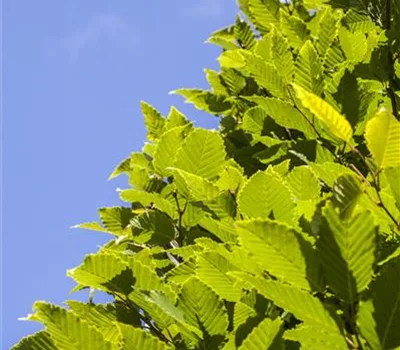 Carpinus betulus 'Frans Fontaine'