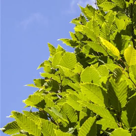 Carpinus betulus 'Monumentalis'