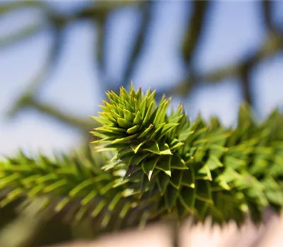 Araucaria araucana