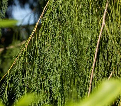 Chamaecyparis lawsoniana 'Imbricata Pendula'