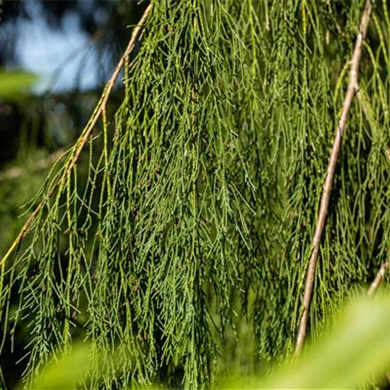 Chamaecyparis lawsoniana 'Imbricata Pendula'