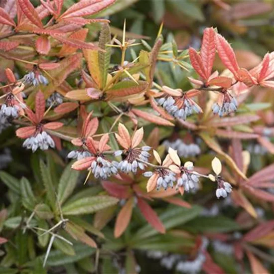 Berberis julianae