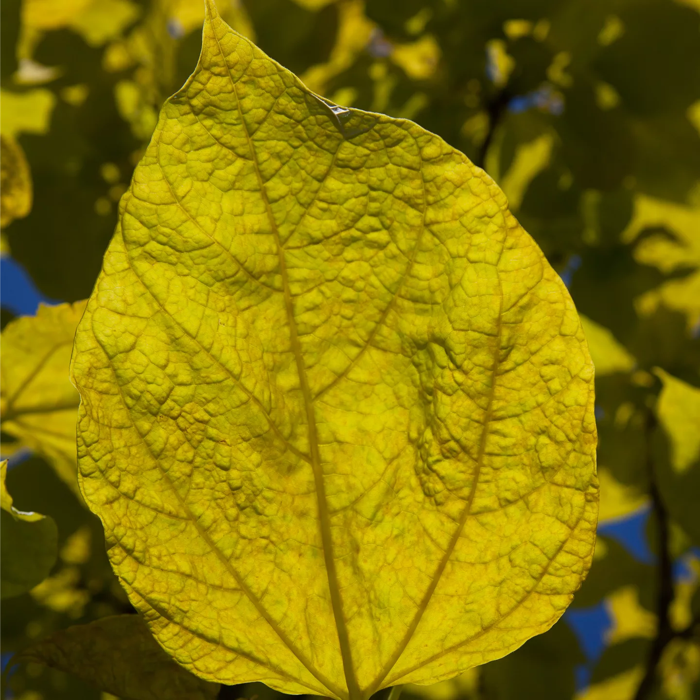 Catalpa bignonioides 'Aurea'