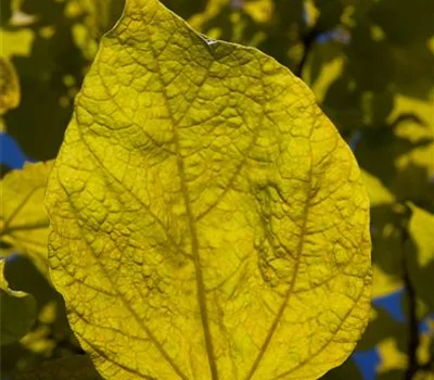 Catalpa bignonioides 'Aurea'