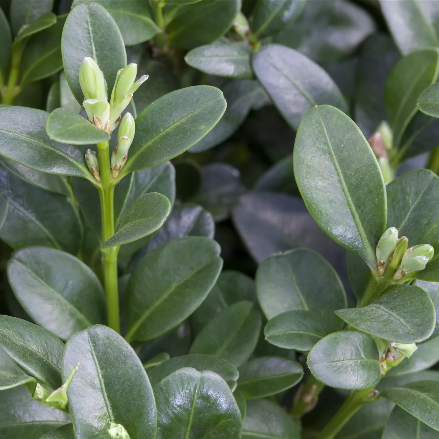 Buxus sempervirens 'Rotundifolia'