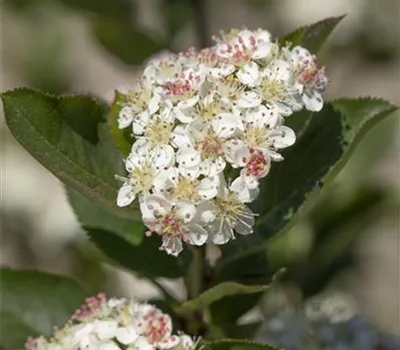 Aronia arbutifolia 'Brilliant'