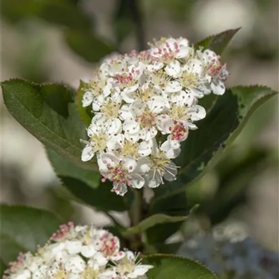 Aronia arbutifolia 'Brilliant'