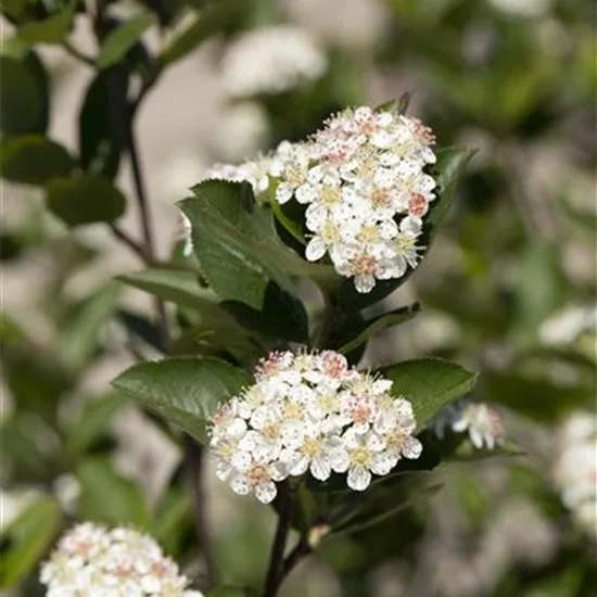 Aronia melanocarpa 'Hugin'