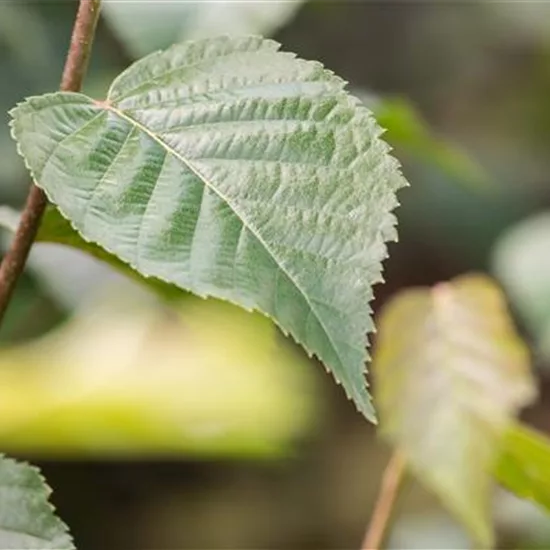 Betula ermanii