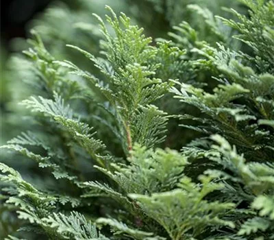 Chamaecyparis lawsoniana 'Minima Glauca'