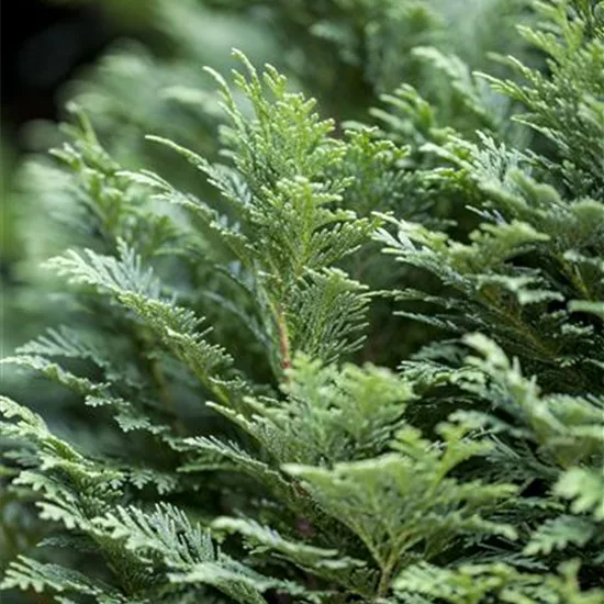 Chamaecyparis lawsoniana 'Minima Glauca'