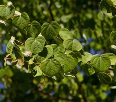 Cercidiphyllum japonicum 'Glow Ball'