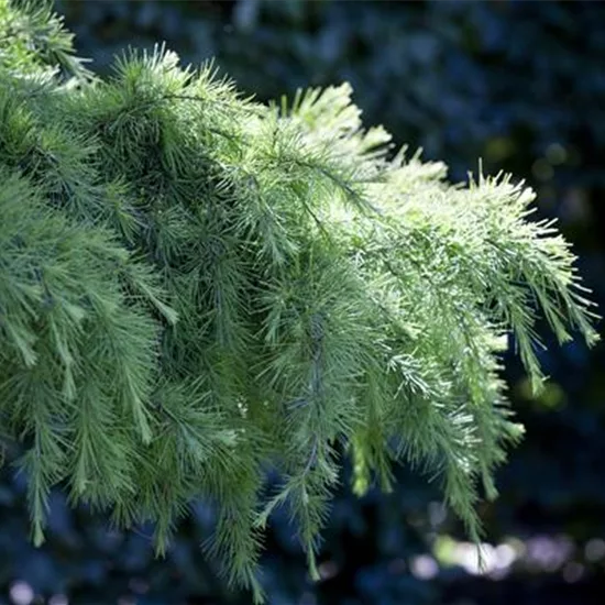 Cedrus deodara 'Pendula'