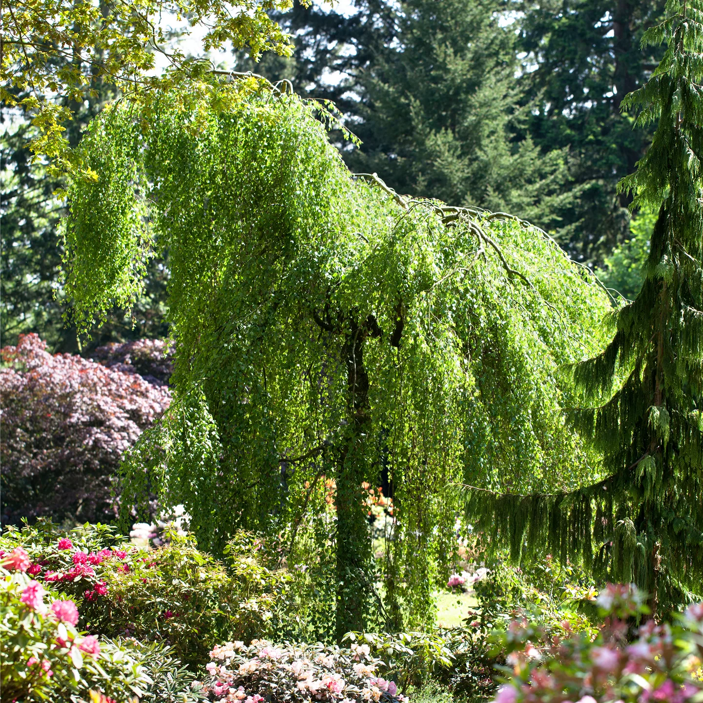 Betula pendula 'Youngii'