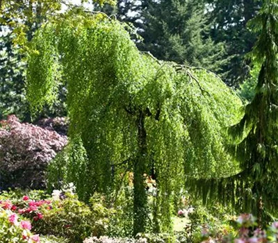 Betula pendula 'Youngii'