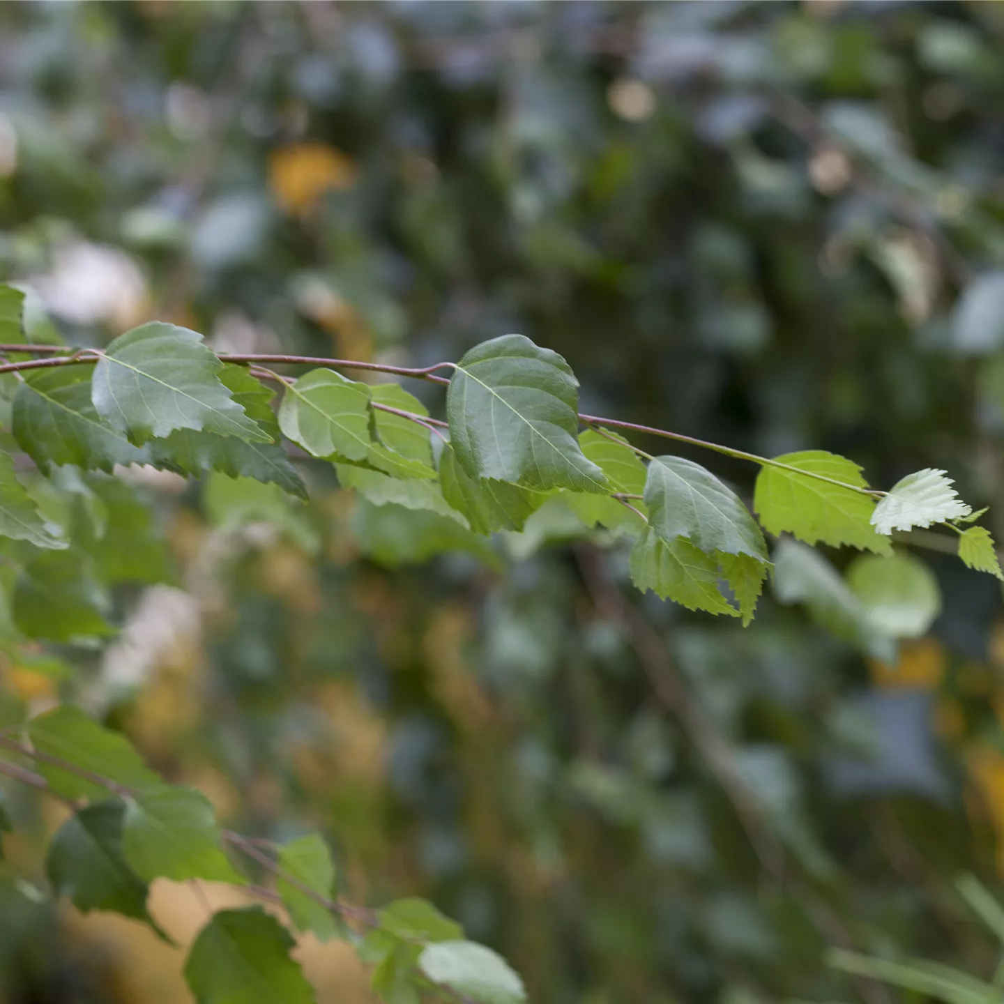 Betula utilis 'Doorenbos'