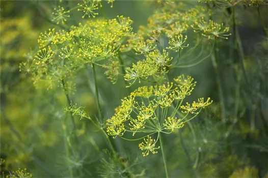 Kräuter im Garten